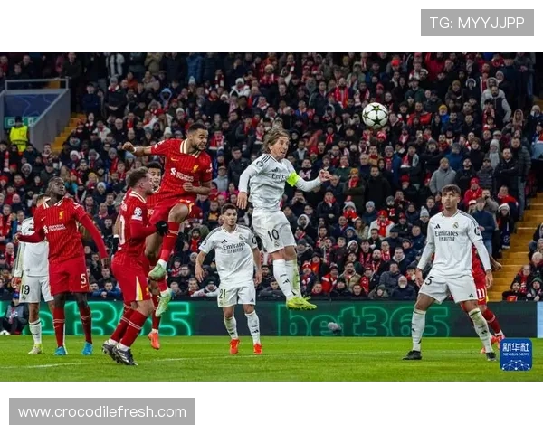 欧冠皇马复仇本菲卡维尼修斯制胜